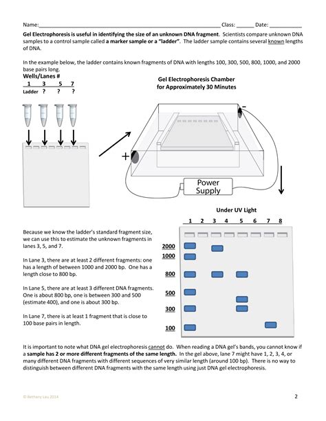 gel electrophoresis review worksheet answers